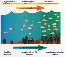 This image shows the different trophic states a pond goes through. (click to enlarge)